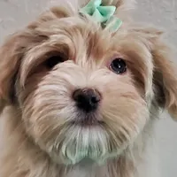 On Hold Akc Ch.Grt.Gr.Sire , a male Havanese for sale in Olean, NY – Photo 4 of 9