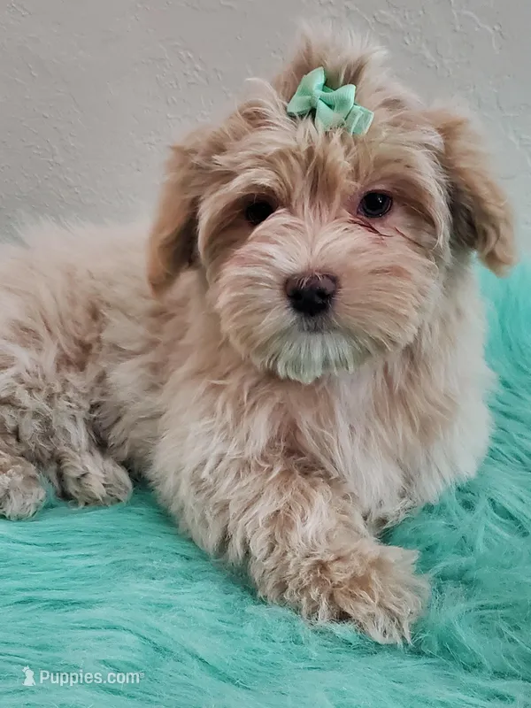 Akc Ch.Grt.Gr.Sire Golden 