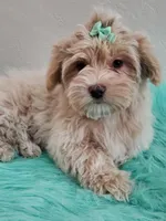 Akc Ch.Grt.Gr.Sire Golden , a male Havanese for sale in Olean, NY – Photo 10 of 10