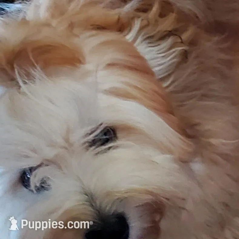 On Hold Akc Ch.Grt.Gr.Sire , a male Havanese for sale in Olean, NY – Photo 5 of 9