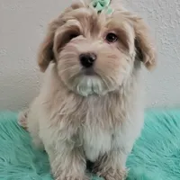 On Hold Akc Ch.Grt.Gr.Sire , a male Havanese for sale in Olean, NY – Photo 7 of 9