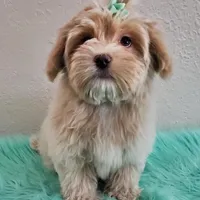 On Hold Akc Ch.Grt.Gr.Sire , a male Havanese for sale in Olean, NY – Photo 8 of 9