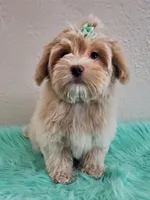 Akc Ch.Grt.Gr.Sire Golden , a male Havanese for sale in Olean, NY – Photo 9 of 10