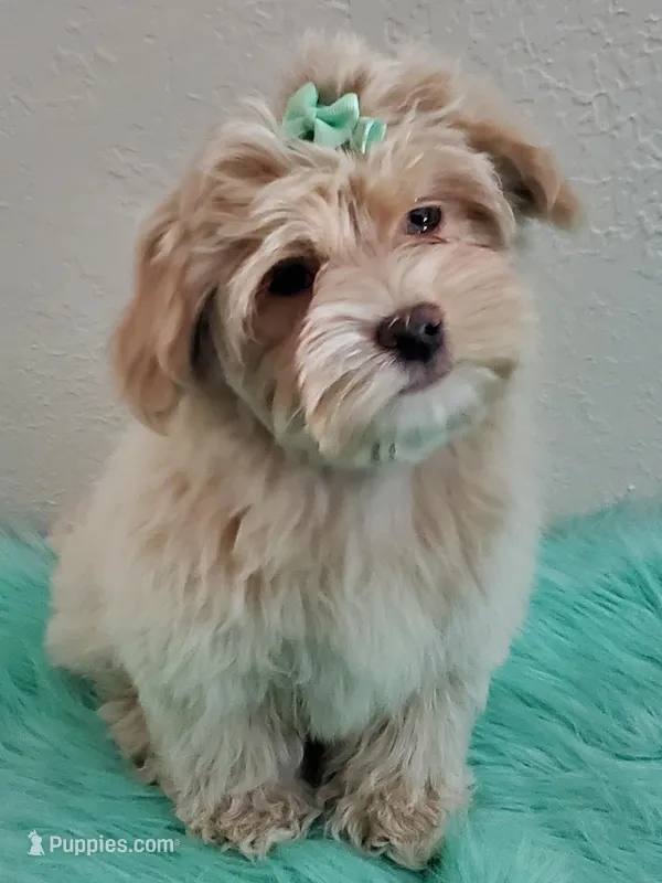 On Hold Akc Ch.Grt.Gr.Sire  – Havanese puppy for sale in Olean, NY