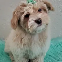 On Hold Akc Ch.Grt.Gr.Sire , a male Havanese for sale in Olean, NY – Photo 1 of 9