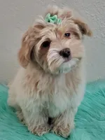 Akc Ch.Grt.Gr.Sire Golden , a male Havanese for sale in Olean, NY – Photo 2 of 10