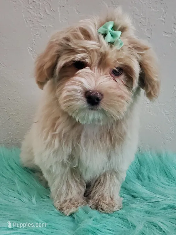 Akc Ch.Grt.Gr.Sire Golden  – Havanese puppy for sale in Olean, NY