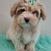 On Hold Akc Ch.Grt.Gr.Sire , a male Havanese for sale in Olean, NY – Photo 2 of 9