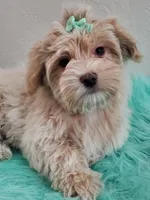 Akc Ch.Grt.Gr.Sire Golden , a male Havanese for sale in Olean, NY – Photo 7 of 10