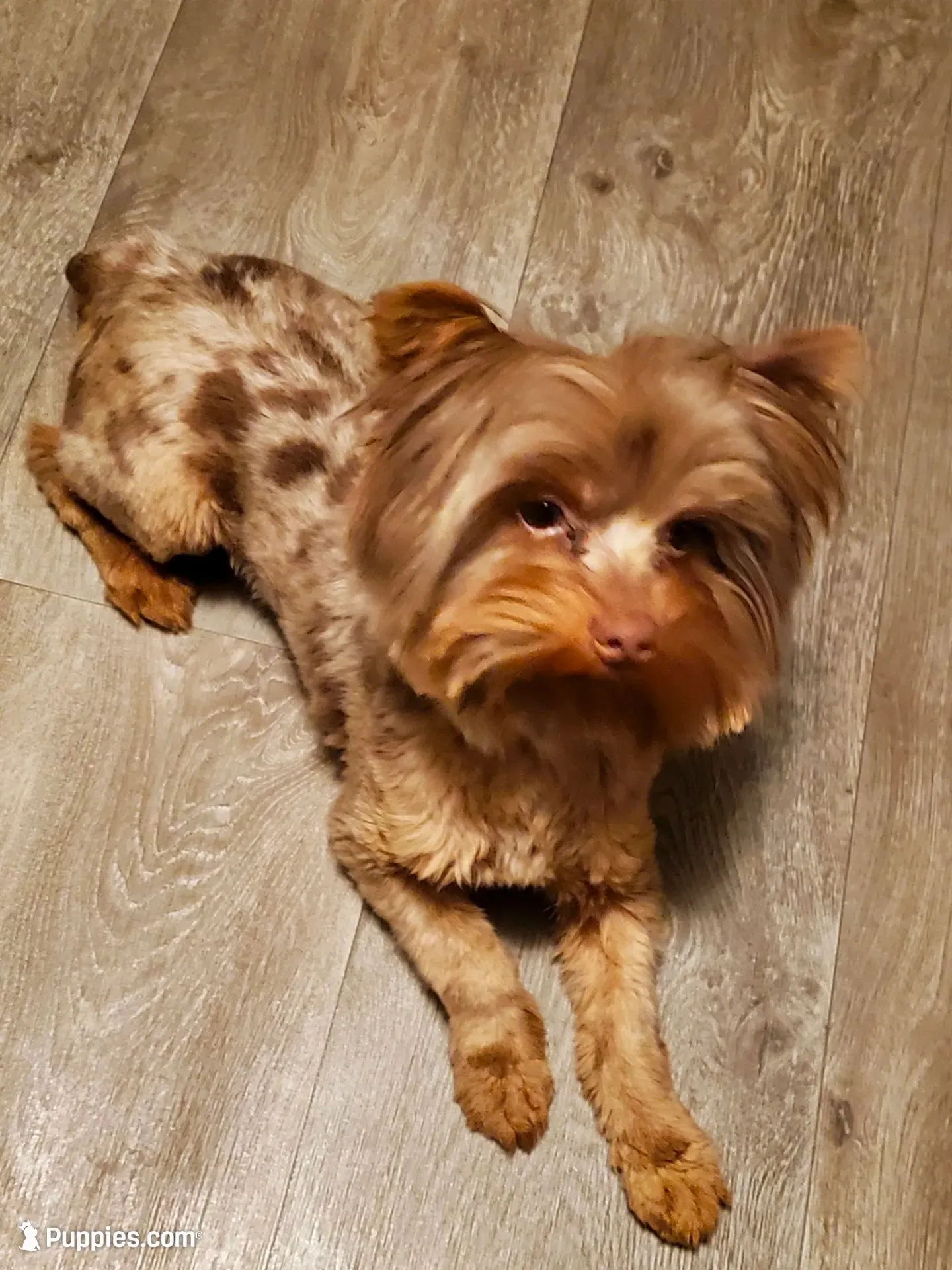 Fathers Day Special Chocolate Merle $950.00, a male Yorkshire Terrier for sale in Olean, NY – 9 of 9