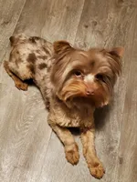 Chocolate Merle 6.5lbs , a male Yorkshire Terrier for sale in Olean, NY – 5 of 9