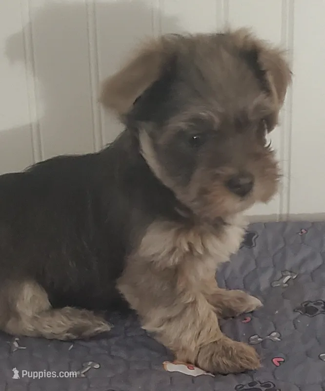 Havanese + Yorkie  Aka Havashire.  – Havanese, Yorkshire Terrier puppy for sale in Olean, NY