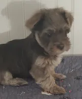 Havanese + Yorkie  Aka Havashire. , a male Havanese for sale in Olean, NY – 4 of 4
