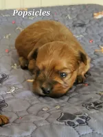 Akc  Red Popsicle, a male Havanese for sale in Olean, NY – 1 of 4