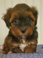 Akc  Flame , a male Havanese for sale in Olean, NY – 2 of 9