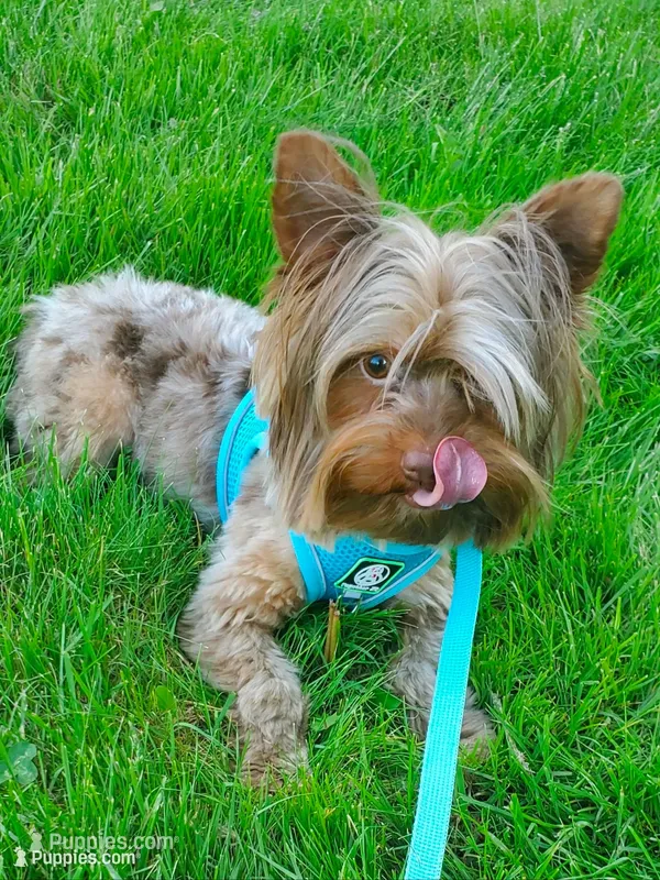 Chocolate Merle 6.5lbs  – Yorkshire Terrier puppy for sale in Olean, NY