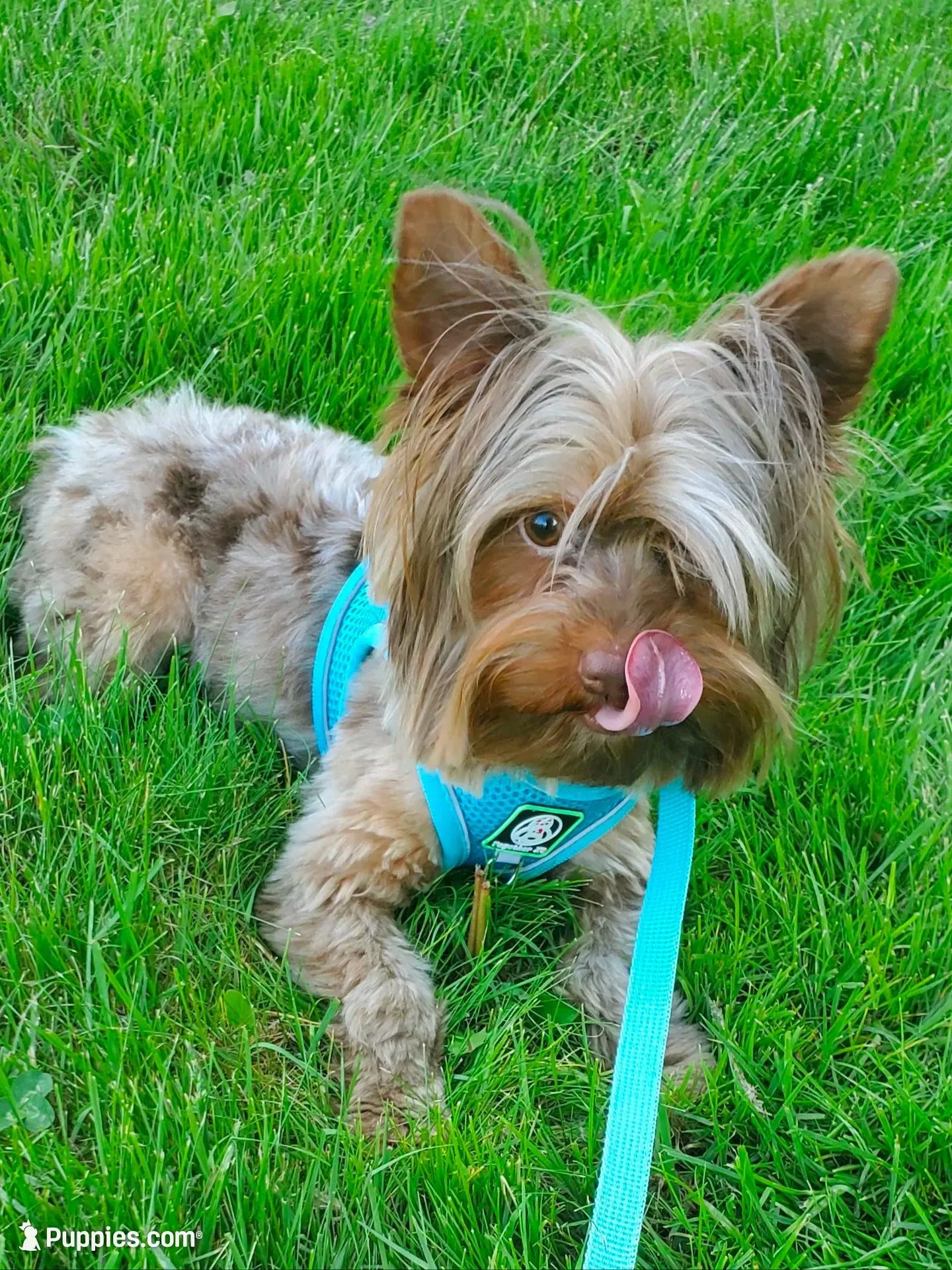 Fathers Day Special Chocolate Merle $950.00, a male Yorkshire Terrier for sale in Olean, NY – 4 of 9