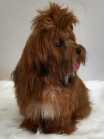 April Fools Day 2 , a female Havanese and Havapoo for sale in Olean, NY – Photo 2 of 3