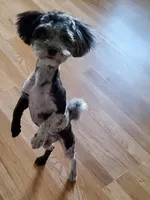 April Fools Day 2 , a female Havanese and Havapoo for sale in Olean, NY – Photo 3 of 3