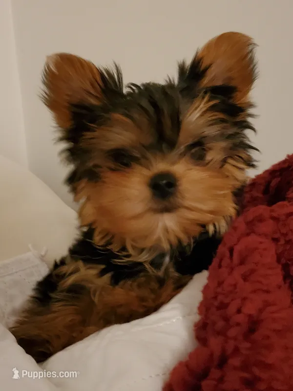 Akc pebbles  – Yorkshire Terrier puppy for sale in Olean, NY