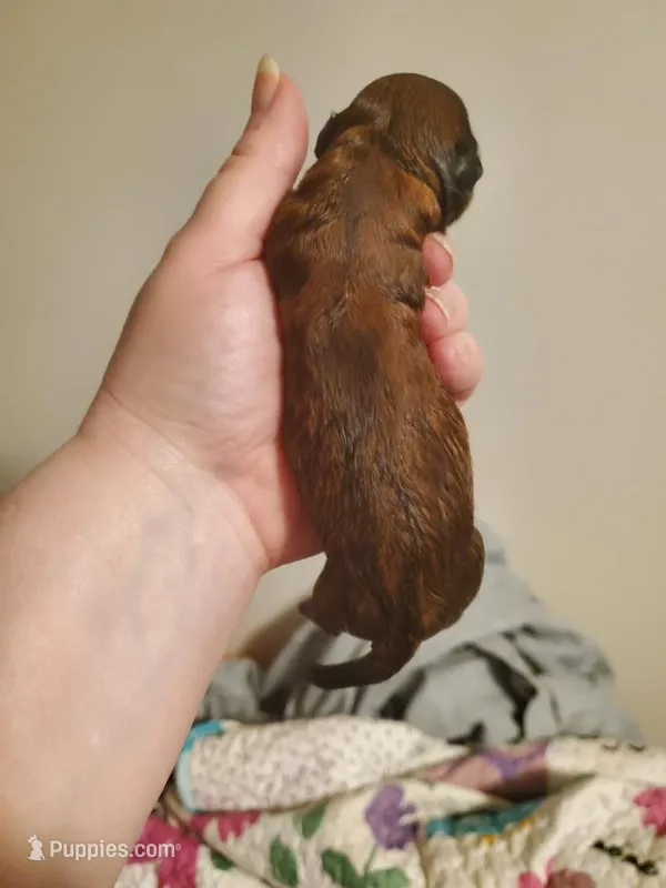 April Fools Day  – Havanese, Havapoo puppy for sale in Olean, NY