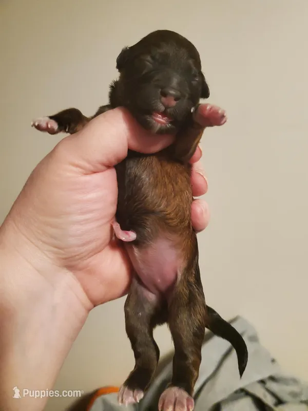 April Fools Day  – Havanese, Havapoo puppy for sale in Olean, NY