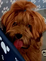 April Fools Day , a female Havanese and Havapoo for sale in Olean, NY – Photo 5 of 8