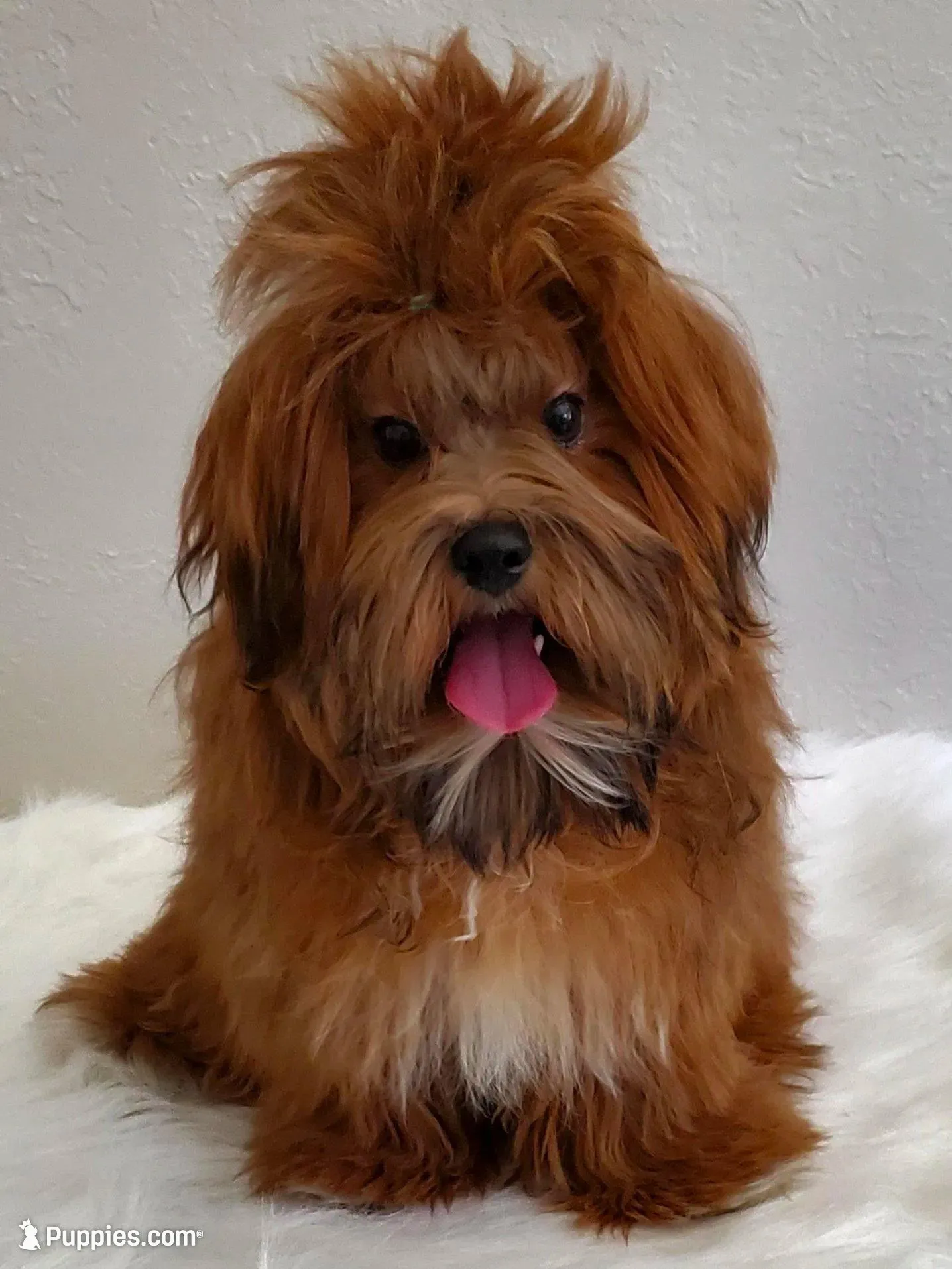 April Fools Day  – Havanese, Havapoo puppy for sale in Olean, NY