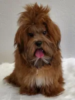 April Fools Day , a female Havanese and Havapoo for sale in Olean, NY – Photo 8 of 8