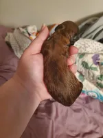 April Fools Day , a female Havanese and Havapoo for sale in Olean, NY – Photo 4 of 8