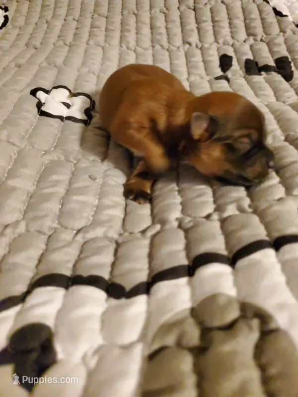 Akc Dark Red InTime – Havanese puppy for sale in Olean, NY
