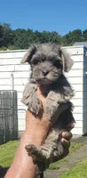 Havanese + Yorkie  watch video , a male Havanese for sale in Olean, NY – 2 of 4