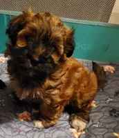 SOLD , a female Havanese and Havapoo for sale in Olean, NY – 1 of 6