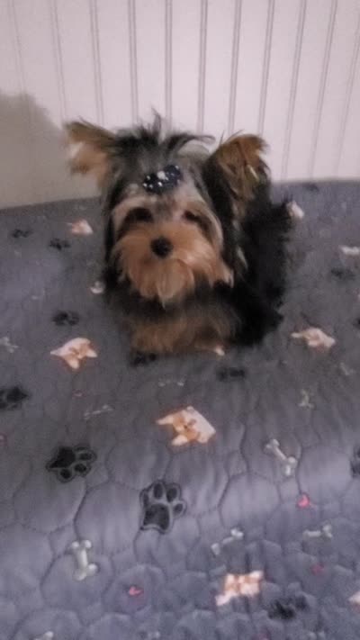 Akc Twinky weekend Special $1250.00 $300.Off , a female Yorkshire Terrier for sale in Olean, NY – 9 of 10
