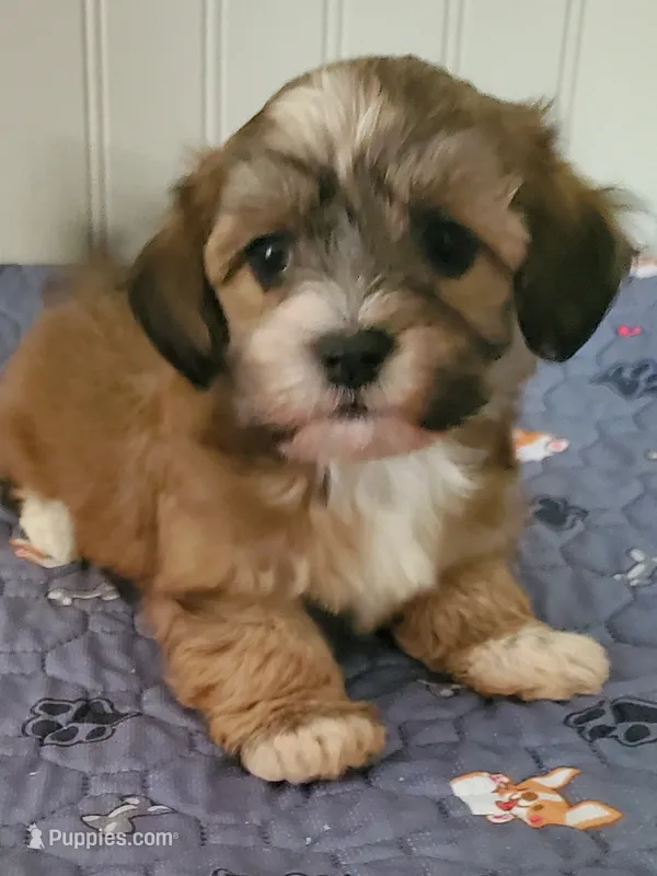 Akc Star  – Havanese puppy for sale in Olean, NY
