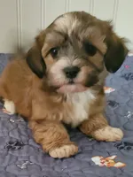 Akc Star , a female Havanese for sale in Olean, NY – 1 of 8