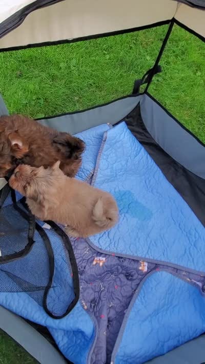 Akc Champion Great Grandsire Sonny, a male Havanese for sale in Olean, NY – 6 of 7