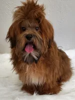 Akc championlines Red puppies coming soon , a  Havanese for sale in Olean, NY – 5 of 10