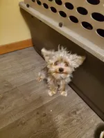 Akc Bluebee This  Weekend Special $225.00 Off $875.00, a male Yorkshire Terrier for sale in Olean, NY – 3 of 7