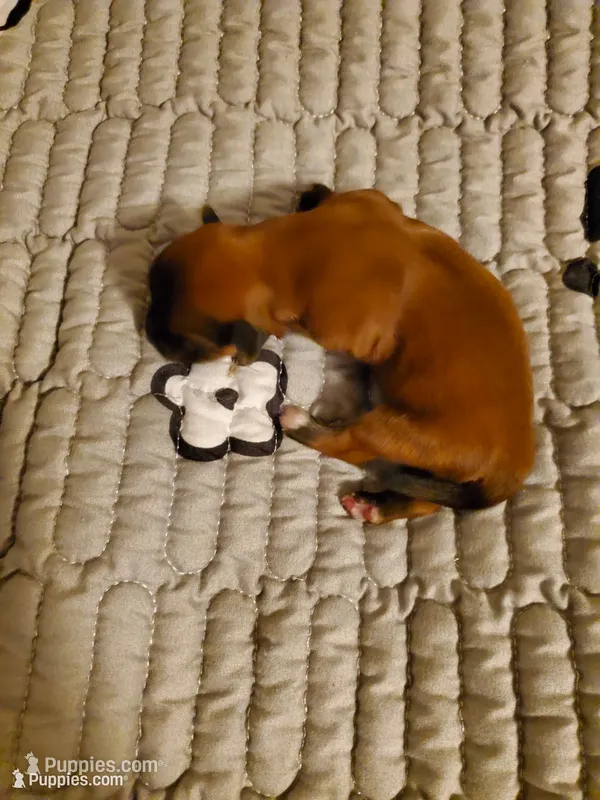 Akc Dark Red InTime – Havanese puppy for sale in Olean, NY