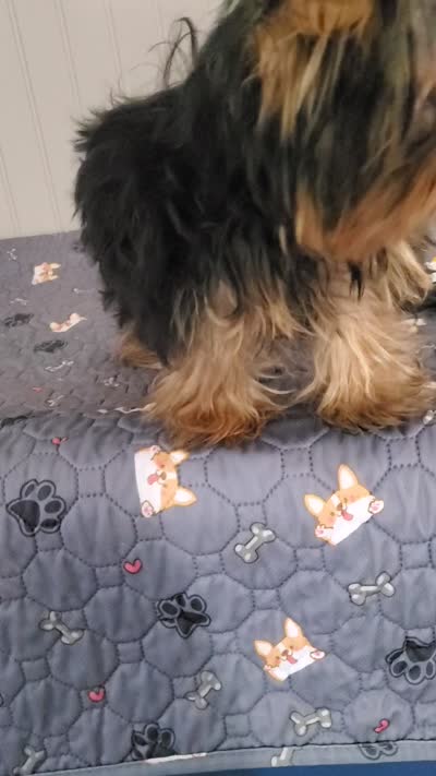 Akc Twinky , a female Yorkshire Terrier for sale in Olean, NY – 4 of 4