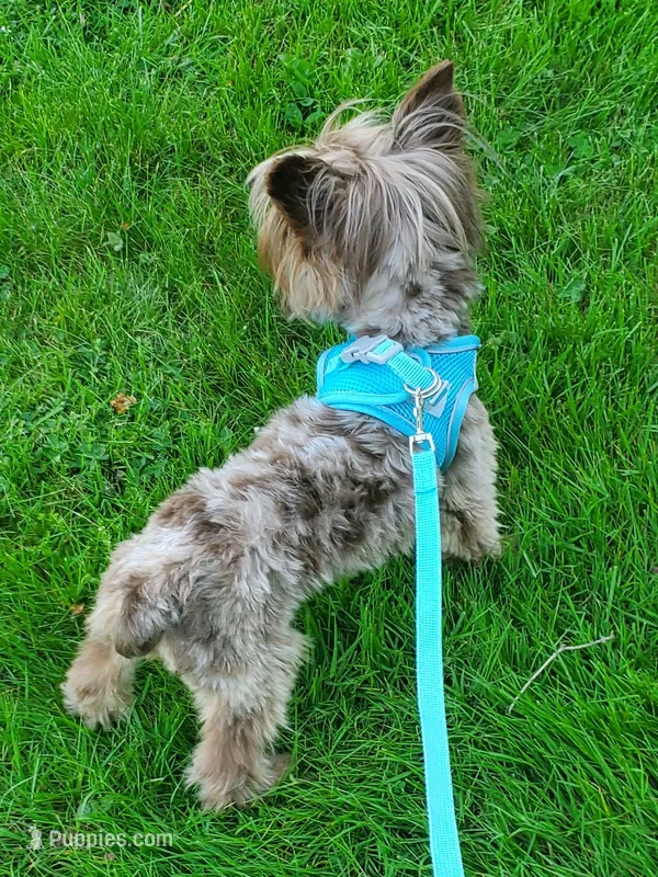 Chocolate Merle  – Yorkshire Terrier puppy for sale in Olean, NY
