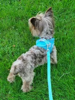 Chocolate Merle , a male Yorkshire Terrier for sale in Olean, NY – 2 of 6