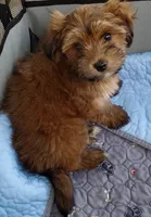Akc Intime Aka Rosie Watch Video , a female Havanese for sale in Olean, NY – 2 of 9