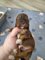 Akc  Flame , a male Havanese for sale in Olean, NY – 5 of 9