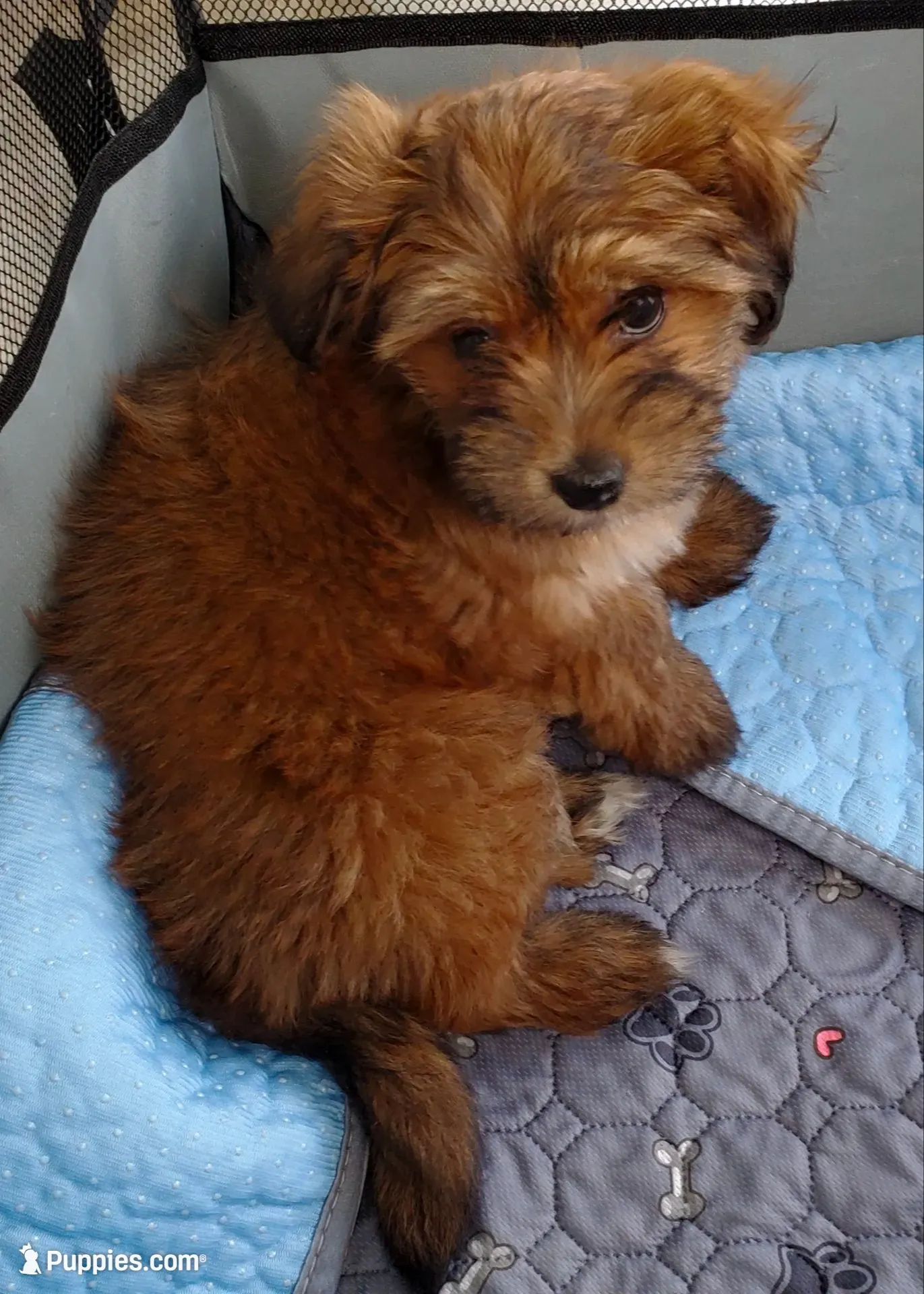Akc Intime Aka Rosie Watch Video , a female Havanese for sale in Olean, NY – 4 of 9