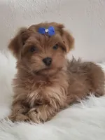 Akc Ch.Grt.Gr.Sire  Red, a male Havanese for sale in Olean, NY – Photo 5 of 7