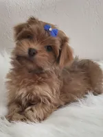 Akc Ch.Grt.Gr.Sire  Red, a male Havanese for sale in Olean, NY – Photo 4 of 7