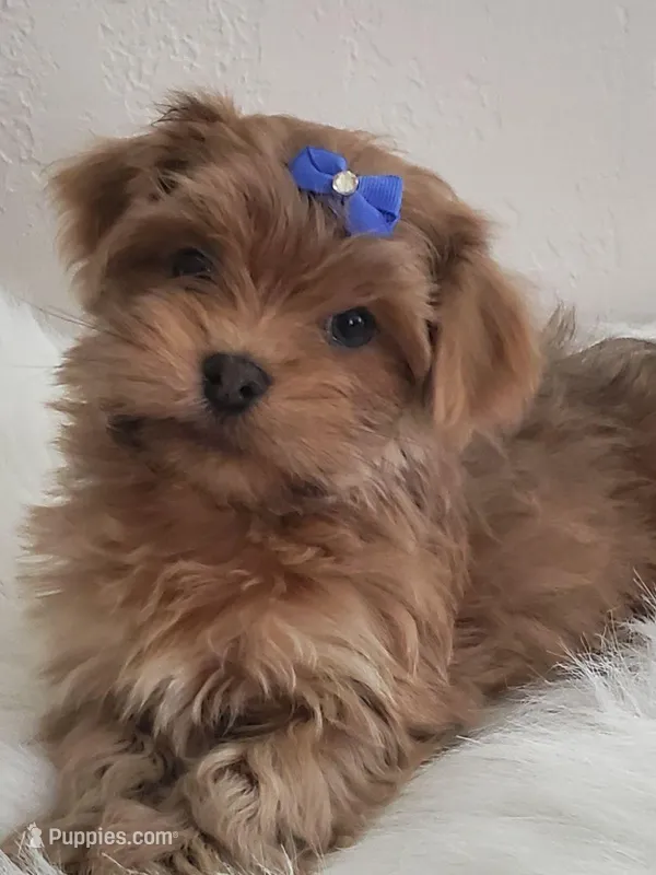 Akc Ch.Grt.Gr.Sire  Red