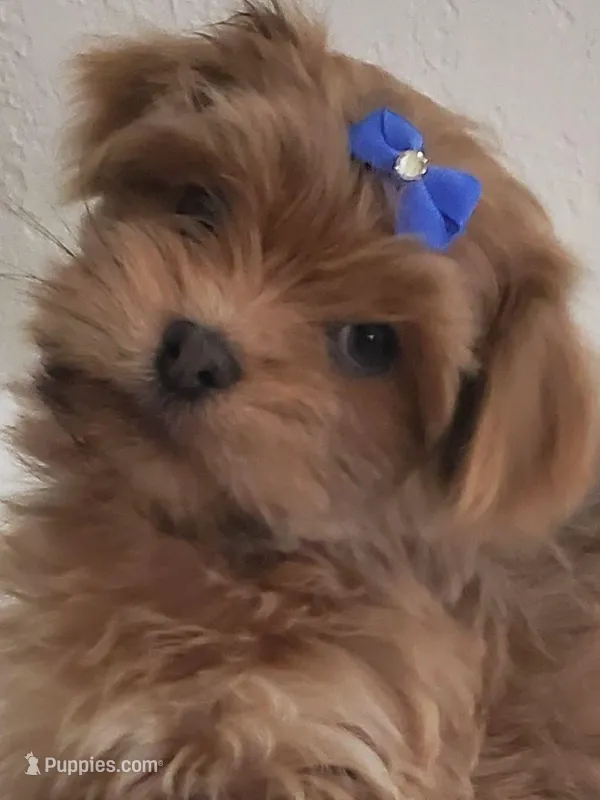 Akc Ch.Grt.Gr.Sire  Red